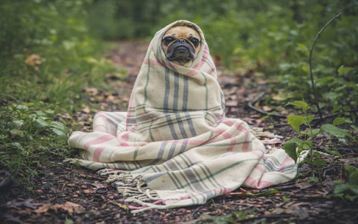 Cozy Pup: A Dog Wrapped in a Blanket  from Chrome web store to be run with OffiDocs Chromium online