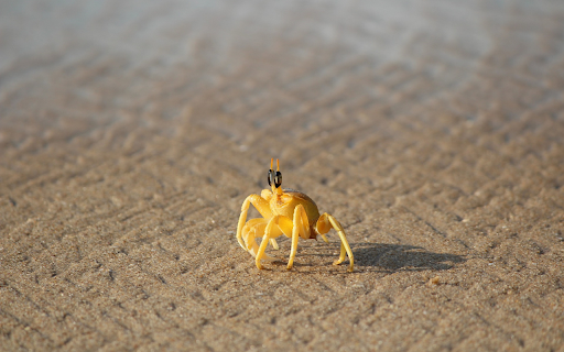 Crab and camera  from Chrome web store to be run with OffiDocs Chromium online
