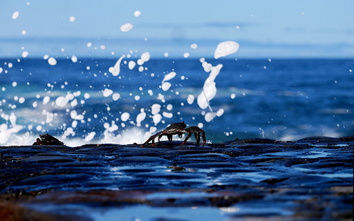 Crabs and sponges  from Chrome web store to be run with OffiDocs Chromium online