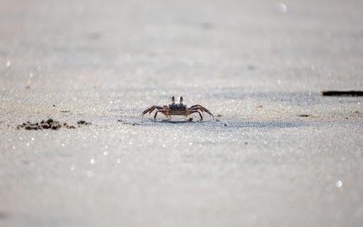 CRAB Theme  from Chrome web store to be run with OffiDocs Chromium online