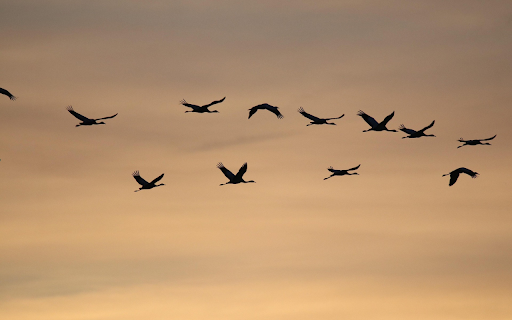 Cranes in Flight at Sunset  from Chrome web store to be run with OffiDocs Chromium online