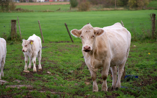 Cream colored cow  from Chrome web store to be run with OffiDocs Chromium online