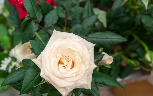 Cream colored roses  from Chrome web store to be run with OffiDocs Chromium online