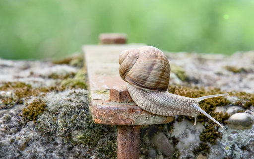 Cream colored snail  from Chrome web store to be run with OffiDocs Chromium online