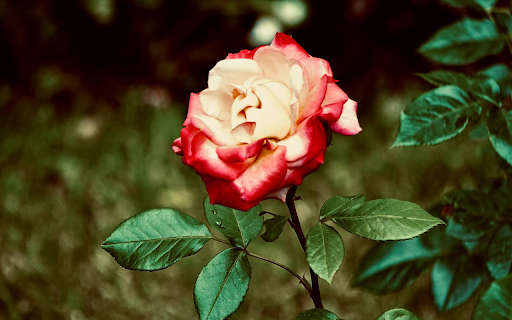 Cream Red Rose  from Chrome web store to be run with OffiDocs Chromium online