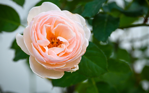 Cream Rose  from Chrome web store to be run with OffiDocs Chromium online