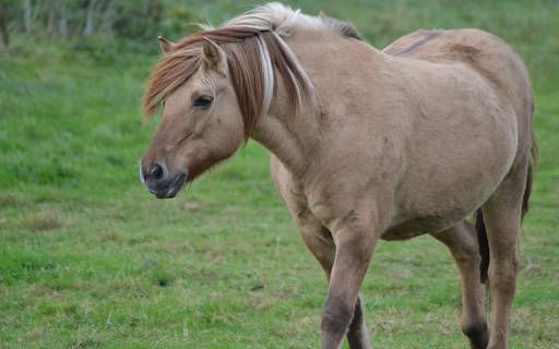 Creamy Brown Horse  from Chrome web store to be run with OffiDocs Chromium online
