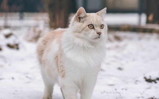 Creamy furry cat  from Chrome web store to be run with OffiDocs Chromium online