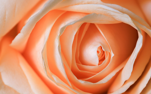Creamy Yellow Rose  from Chrome web store to be run with OffiDocs Chromium online