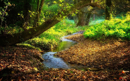 Creek in the middle of the forest  from Chrome web store to be run with OffiDocs Chromium online