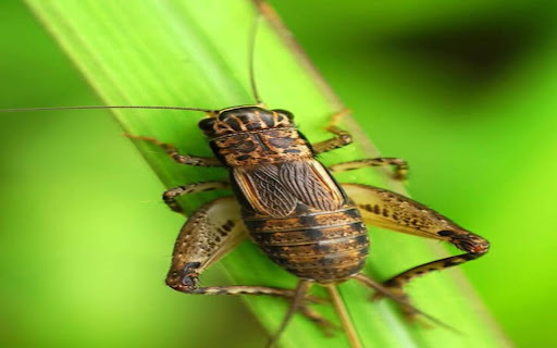 cricket wallpaper on leaf  from Chrome web store to be run with OffiDocs Chromium online