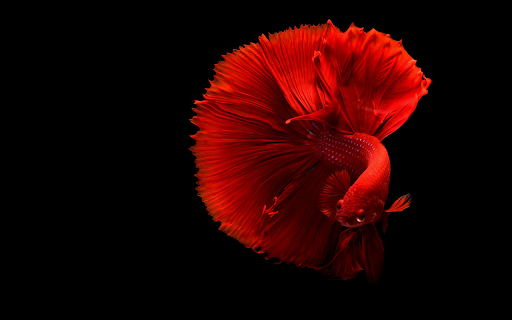 Crimson Betta Elegance Theme  from Chrome web store to be run with OffiDocs Chromium online