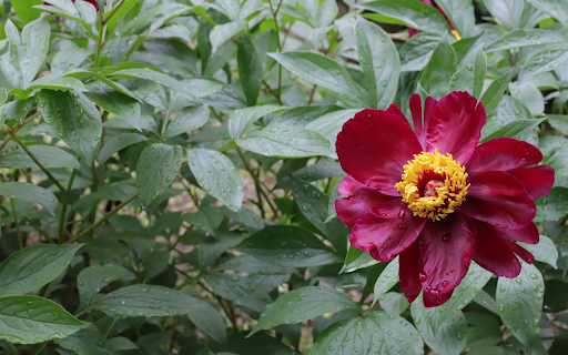 Crimson Flower  from Chrome web store to be run with OffiDocs Chromium online