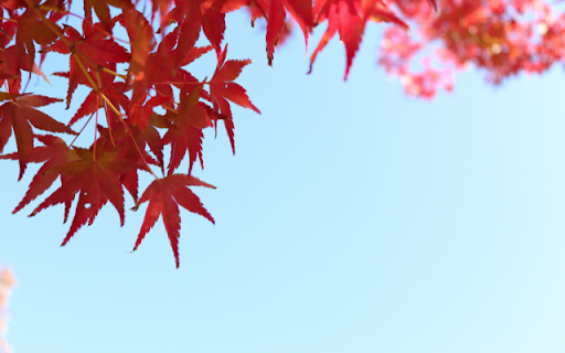 Crimson Foliage Against a Clear Sky  from Chrome web store to be run with OffiDocs Chromium online