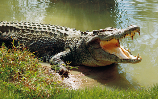 Crocodile  from Chrome web store to be run with OffiDocs Chromium online