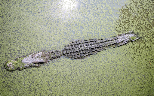 Crocodile hides under duckweed  from Chrome web store to be run with OffiDocs Chromium online