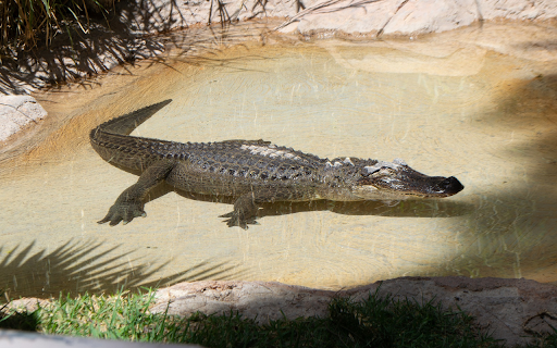 Crocodile in the shallow lagoon  from Chrome web store to be run with OffiDocs Chromium online