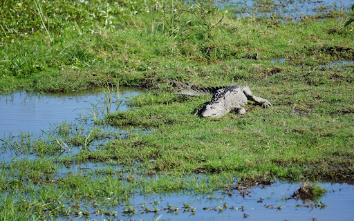 Crocodile on the grass  from Chrome web store to be run with OffiDocs Chromium online