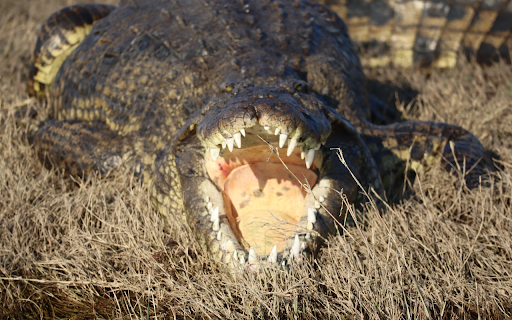 Crocodile Teeth  from Chrome web store to be run with OffiDocs Chromium online