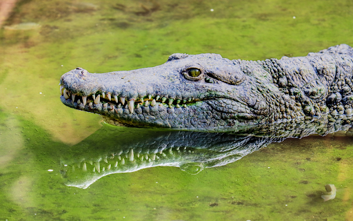 Crocodile with sharp teeth and eyes  from Chrome web store to be run with OffiDocs Chromium online