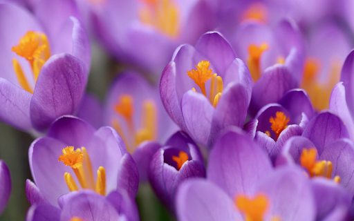 Crocuses purple flowers  from Chrome web store to be run with OffiDocs Chromium online