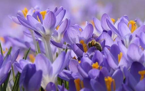 CROCUS Theme  from Chrome web store to be run with OffiDocs Chromium online
