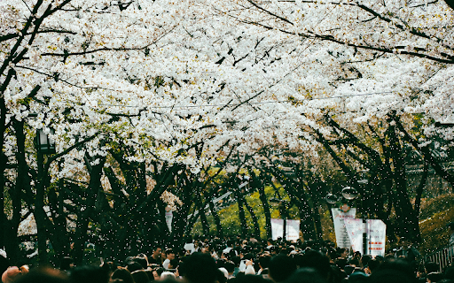 Crowd of People Walking under Cherry Trees  from Chrome web store to be run with OffiDocs Chromium online
