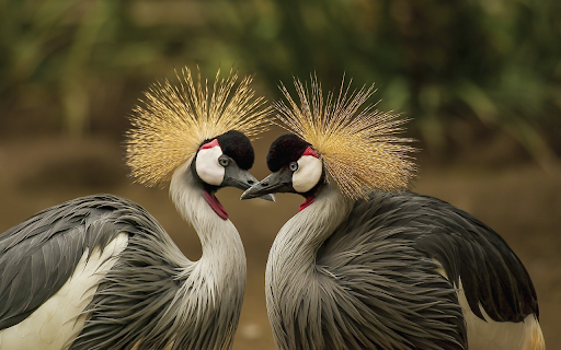 Crowned Cranes in Harmony  from Chrome web store to be run with OffiDocs Chromium online