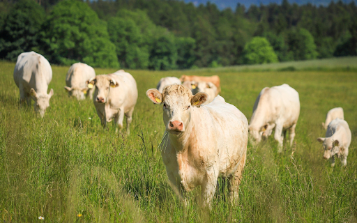 Curious Cow  from Chrome web store to be run with OffiDocs Chromium online