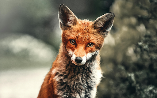 Curious Red Fox  from Chrome web store to be run with OffiDocs Chromium online