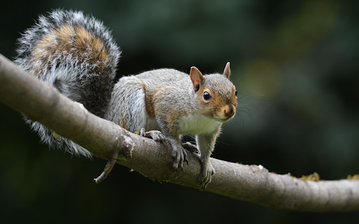 Curious Squirrel on a Branch  from Chrome web store to be run with OffiDocs Chromium online