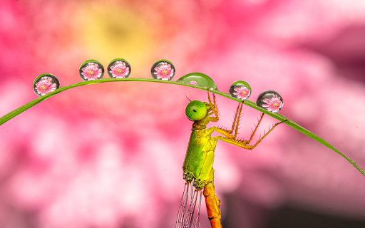 curved leaf and dragonfly  from Chrome web store to be run with OffiDocs Chromium online