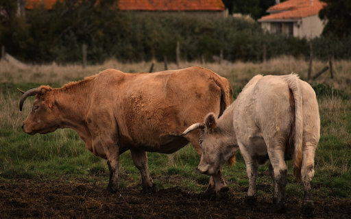 Curvy horned cows  from Chrome web store to be run with OffiDocs Chromium online