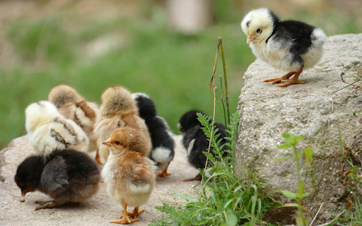 Cute, adorable chicks  from Chrome web store to be run with OffiDocs Chromium online