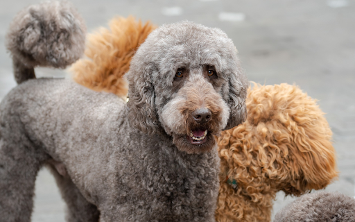 Cute adorable dogs  from Chrome web store to be run with OffiDocs Chromium online