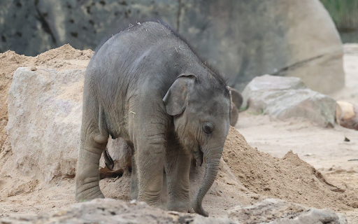 Cute Baby Elephant  from Chrome web store to be run with OffiDocs Chromium online