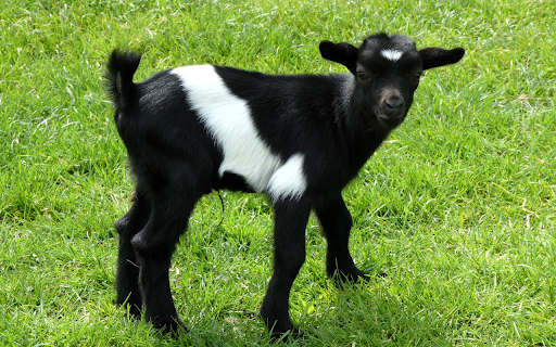 Cute baby goat  from Chrome web store to be run with OffiDocs Chromium online