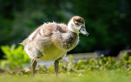 Cute Baby Gosling  from Chrome web store to be run with OffiDocs Chromium online