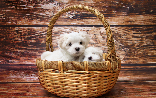Cute basket  from Chrome web store to be run with OffiDocs Chromium online