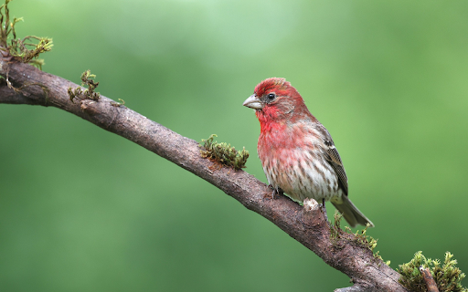 Cute Bird  from Chrome web store to be run with OffiDocs Chromium online