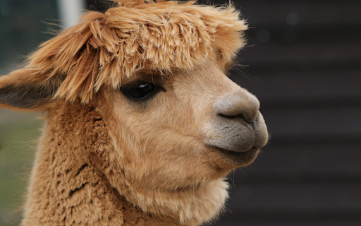 Cute Camel  from Chrome web store to be run with OffiDocs Chromium online