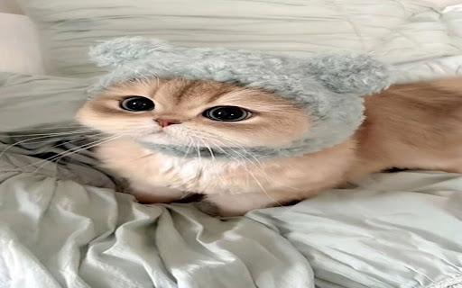 cute cat wallpaper soft fur  from Chrome web store to be run with OffiDocs Chromium online