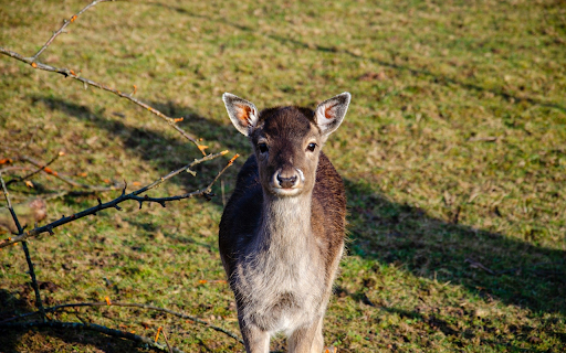 Cute Deer  from Chrome web store to be run with OffiDocs Chromium online