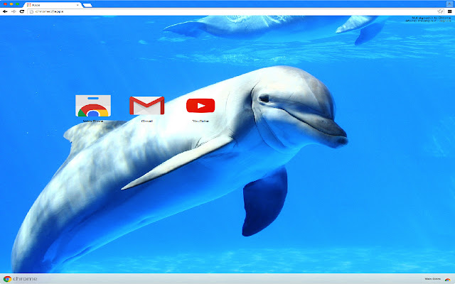 Cute Dolphin Theme  from Chrome web store to be run with OffiDocs Chromium online