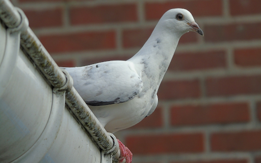Cute Dove  from Chrome web store to be run with OffiDocs Chromium online