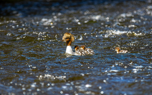 Cute Ducks  from Chrome web store to be run with OffiDocs Chromium online
