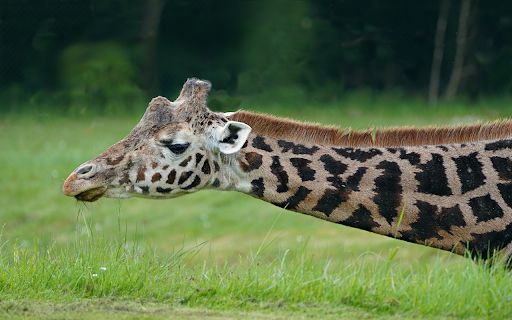 Cute Giraffe  from Chrome web store to be run with OffiDocs Chromium online