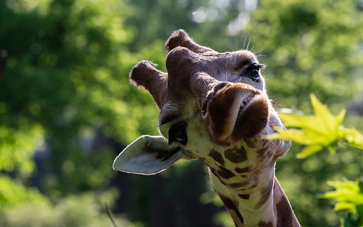 Cute giraffe is eating young leaves  from Chrome web store to be run with OffiDocs Chromium online