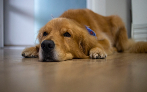 Cute golden dog  from Chrome web store to be run with OffiDocs Chromium online