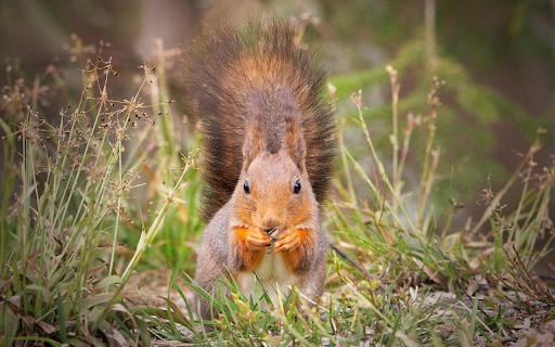 Cute Golden Squirrel  from Chrome web store to be run with OffiDocs Chromium online